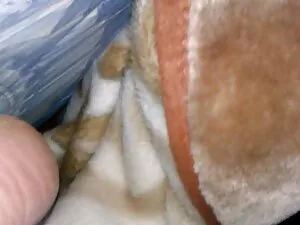 Asiatische gratis po ...